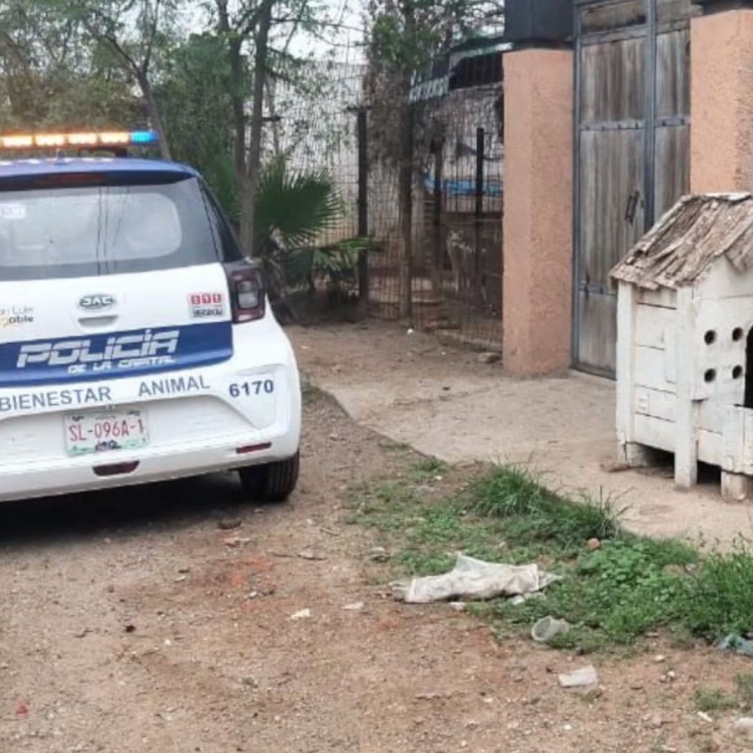 Hallan Criadero Clandestino y Rescatan Perros en Milpillas